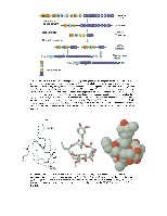 Bhagavan Medical Biochemistry 2001, page 1070